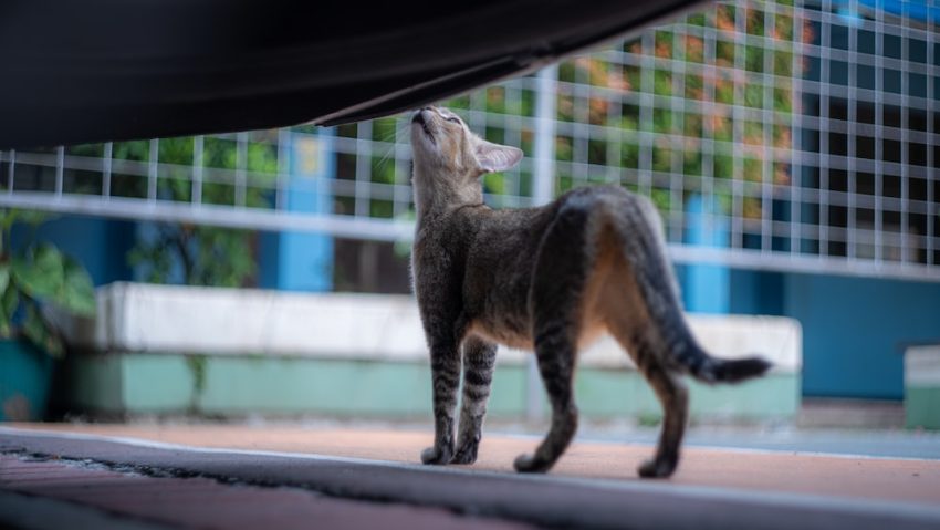 Cat Lovers Mahal, Rekomendasi Ini Penuhi Kebutuhan Nutrisi Hewan Peliharaan Anda